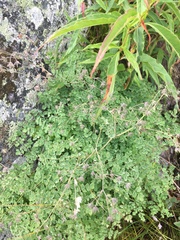 Thalictrum foetidum