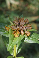 Gentiana punctata