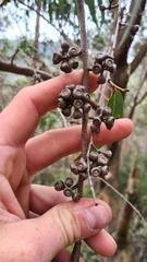 Eucalyptus willisii