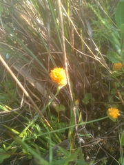 Polygala lutea