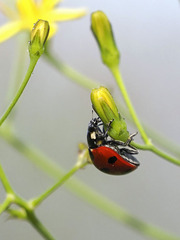 Coccinella algerica