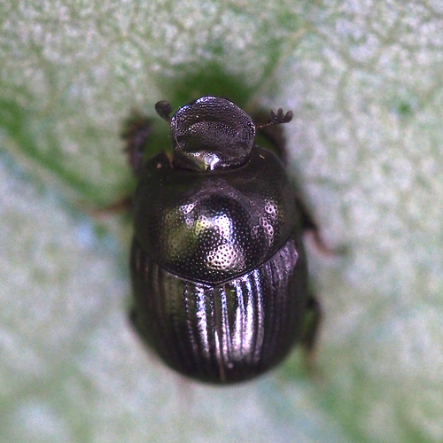 Caccobius jessoensis