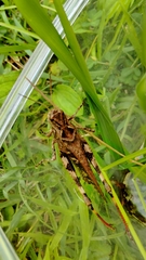 Oedaleus infernalis
