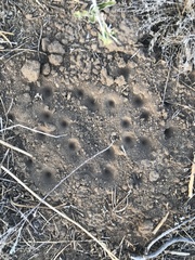 Myrmeleon formicarius