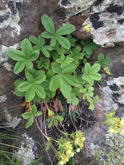 Potentilla brachypetala