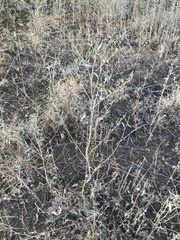Atriplex tatarica