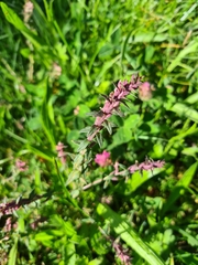 Odontites vernus