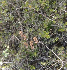 Crassula nudicaulis
