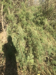 Tamarix