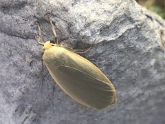 Eilema griseola