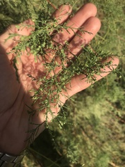 Tamarix