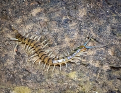 Scolopendra morsitans