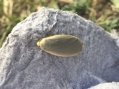 Eilema griseola