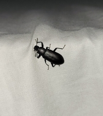 Alobates pensylvanicus