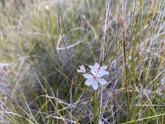 Burchardia umbellata