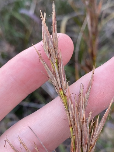 Image of Ammothryon grandiflorum by (c) Thomas Mesaglio, some rights reserved (CC BY)