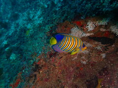 Pygoplites diacanthus