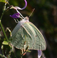 Catopsilia florella