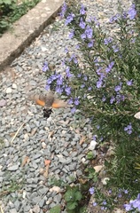 Macroglossum stellatarum