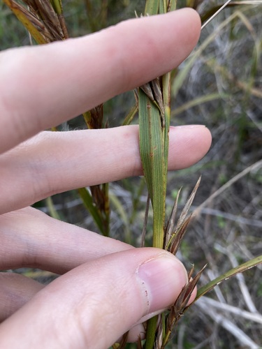 Image of Ammothryon grandiflorum by (c) Thomas Mesaglio, some rights reserved (CC BY)