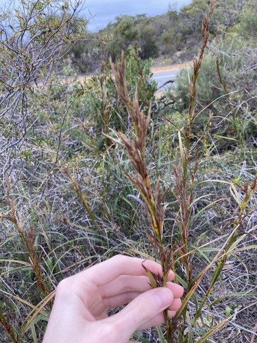 Image of Ammothryon grandiflorum by (c) Thomas Mesaglio, some rights reserved (CC BY)
