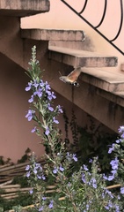 Macroglossum stellatarum