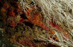 Cirrhitichthys oxycephalus