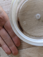 Lithobius forficatus