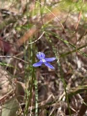 Lobelia gibbosa