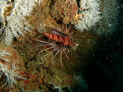 Pterois antennata