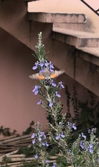 Macroglossum stellatarum