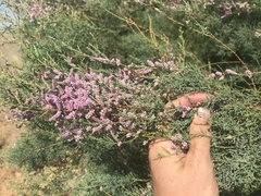 Tamarix