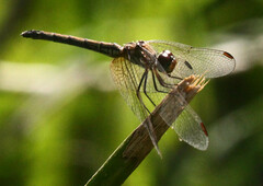Trithemis arteriosa