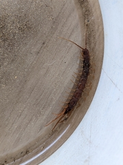 Lithobius forficatus