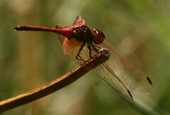 Trithemis arteriosa