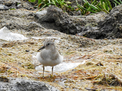 Calidris temminckii