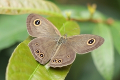 Ypthima baldus
