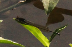 Pseudagrion hamoni