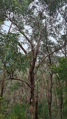 Eucalyptus willisii