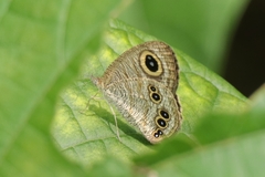 Ypthima baldus