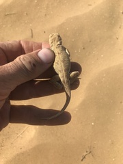 Phrynocephalus guttatus