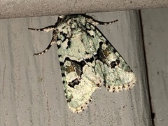 Lacinipolia implicata