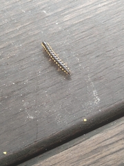 Asiomorpha coarctata
