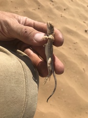 Phrynocephalus guttatus