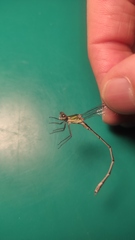 Chalcolestes viridis