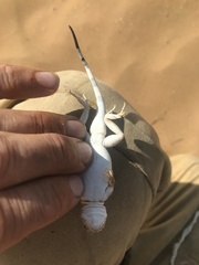 Phrynocephalus guttatus