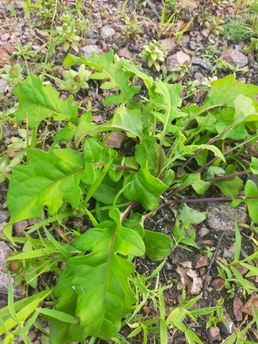 Image of Saussurea pulchella by no rights reserved