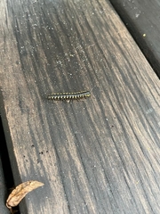 Asiomorpha coarctata