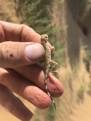 Phrynocephalus guttatus