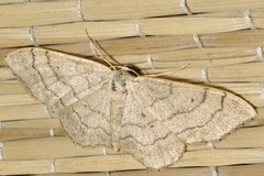 Idaea aversata